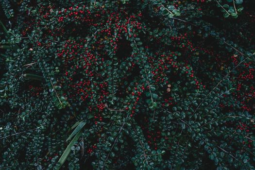 Close-up of vibrant red berries on lush green branches, highlighting nature's beauty.
