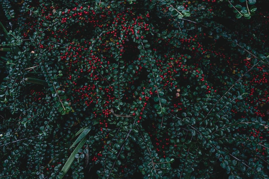 Close-up of vibrant red berries on lush green branches, highlighting nature's beauty.