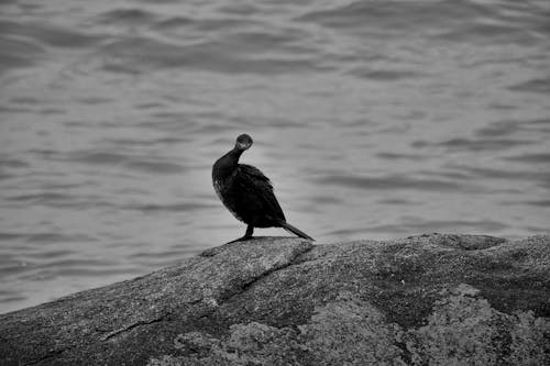 Cormorant on Rock on Sea Shore