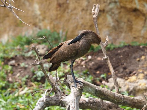 Free Close-up of a Hamerkop bird on a branch in Apoka, Uganda's natural setting. Stock Photo
