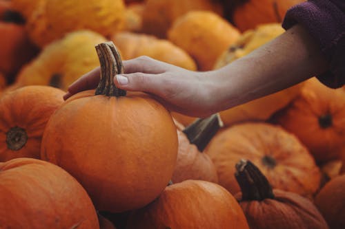 Δωρεάν στοκ φωτογραφιών με halloween, αγορά, αγρόκτημα Φωτογραφία από στοκ φωτογραφιών