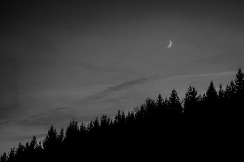 Crescent Moon over Silhouetted Conifer Trees