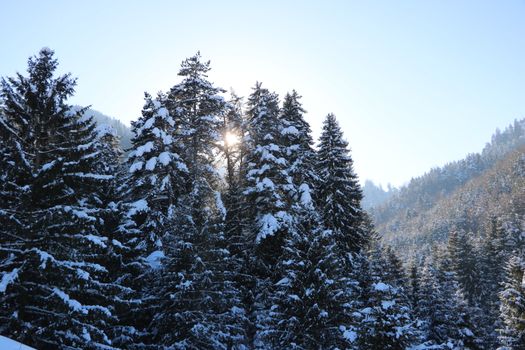 Frozen Forest 