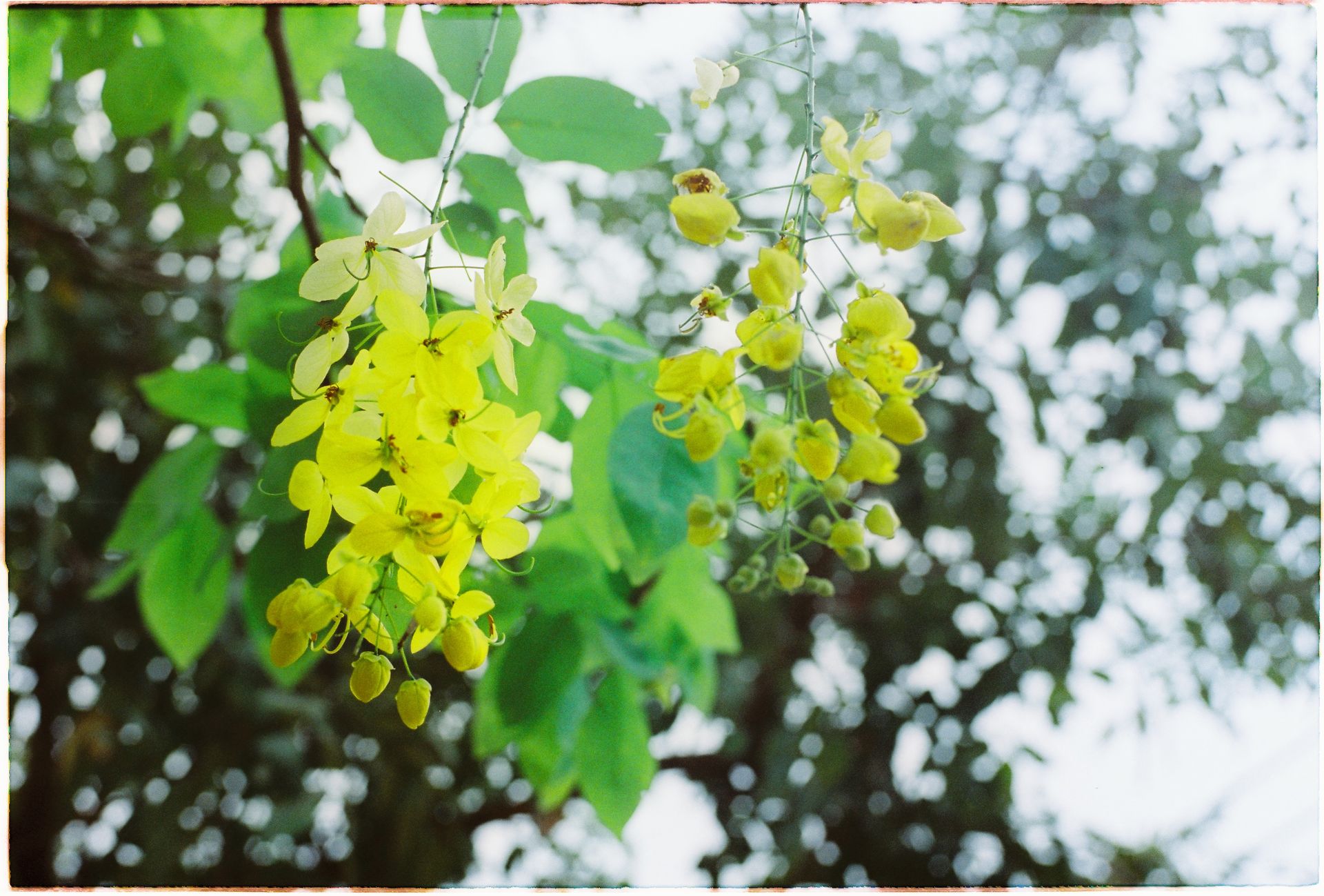 Bright yellow Cassia fistula flowers with lush green leaves in a natural outdoor setting.