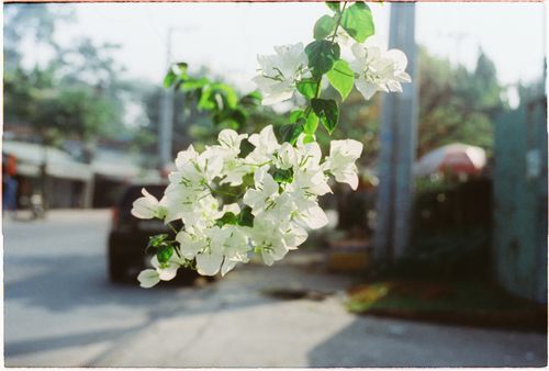 Free Close-up of white bougainvillea flowers with green leaves in an urban environment. Stock Photo