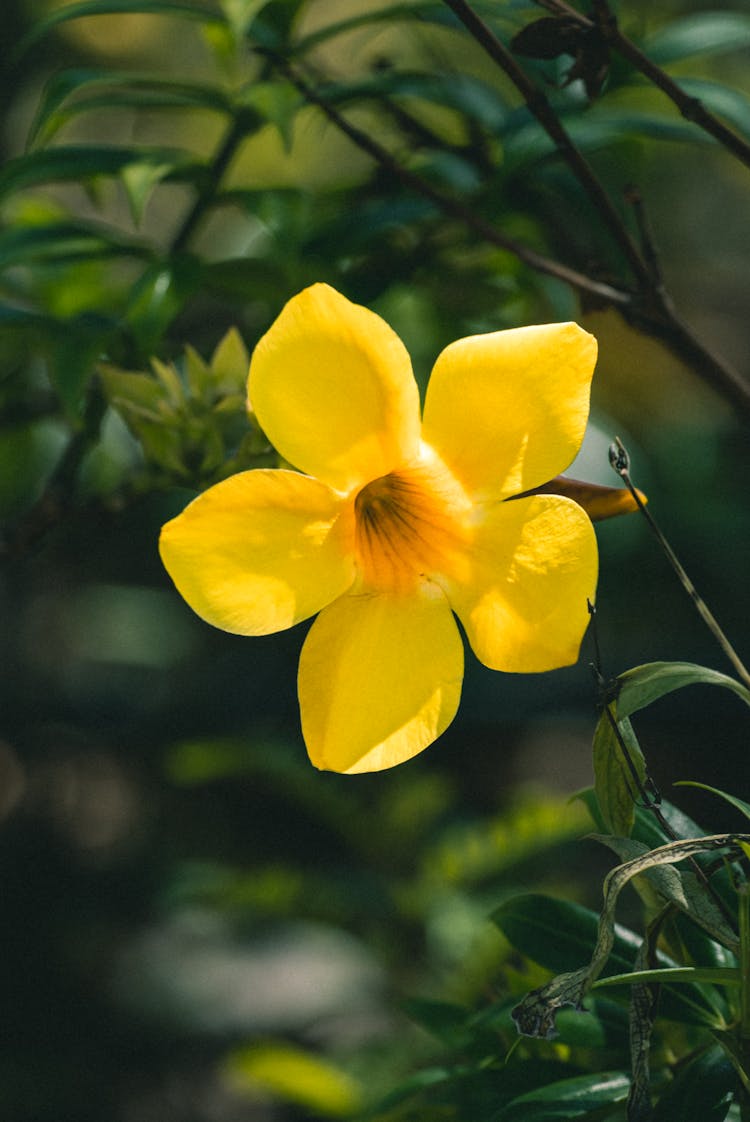 Close-up Of Yellow Flower Blooming In Garden