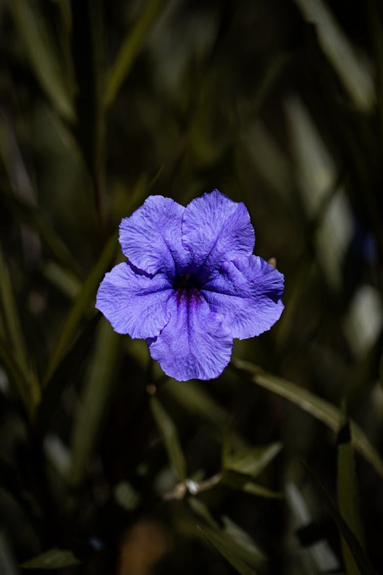 Flor Morada