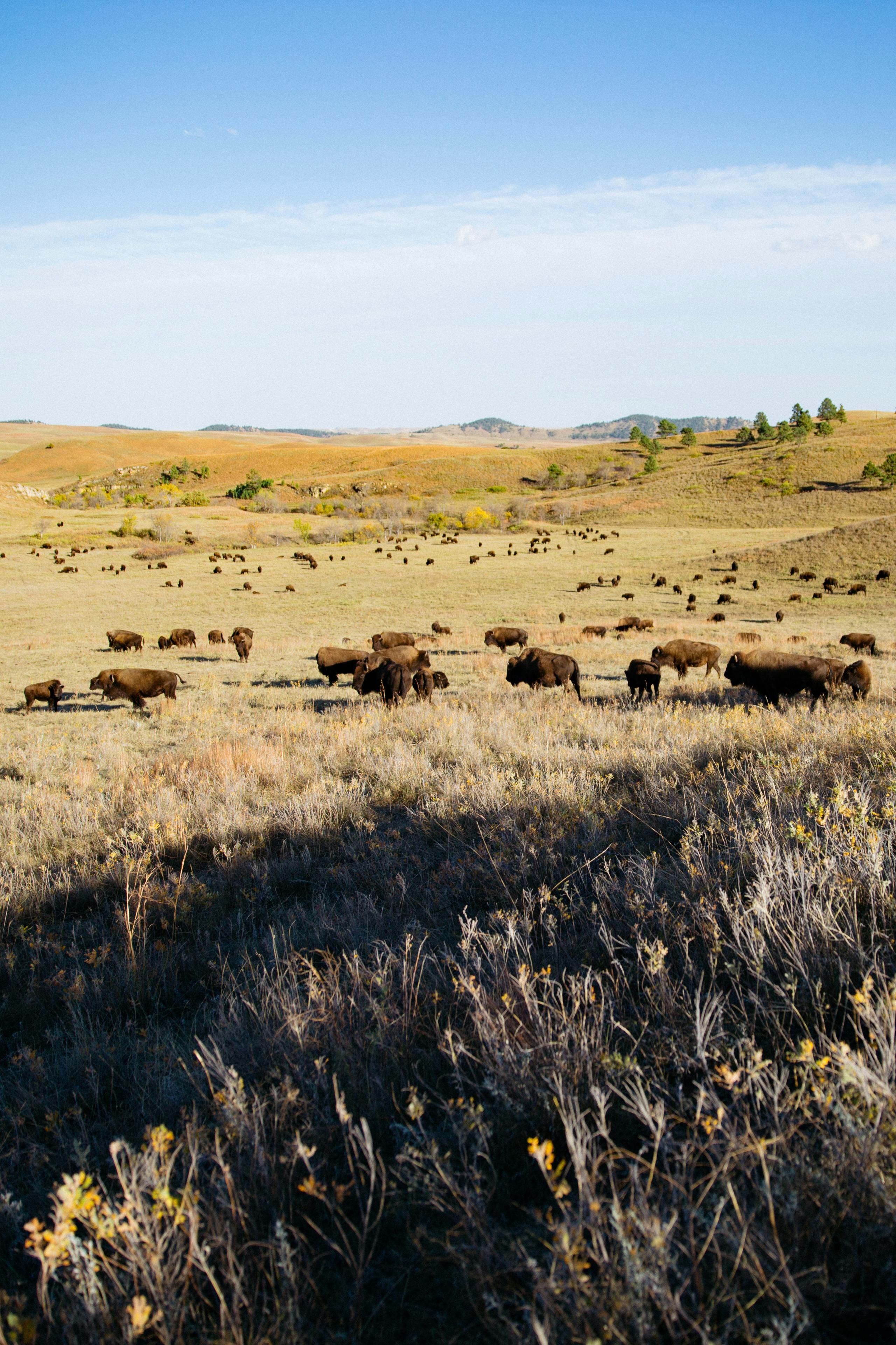 A vast bison herd grazes peacefully on an expansive prairie under a clear blue sky.