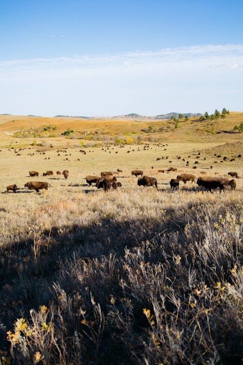 Herd of Buffaloes in Nature