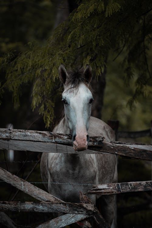 Fotos de stock gratuitas de animal, caballo, cabeza