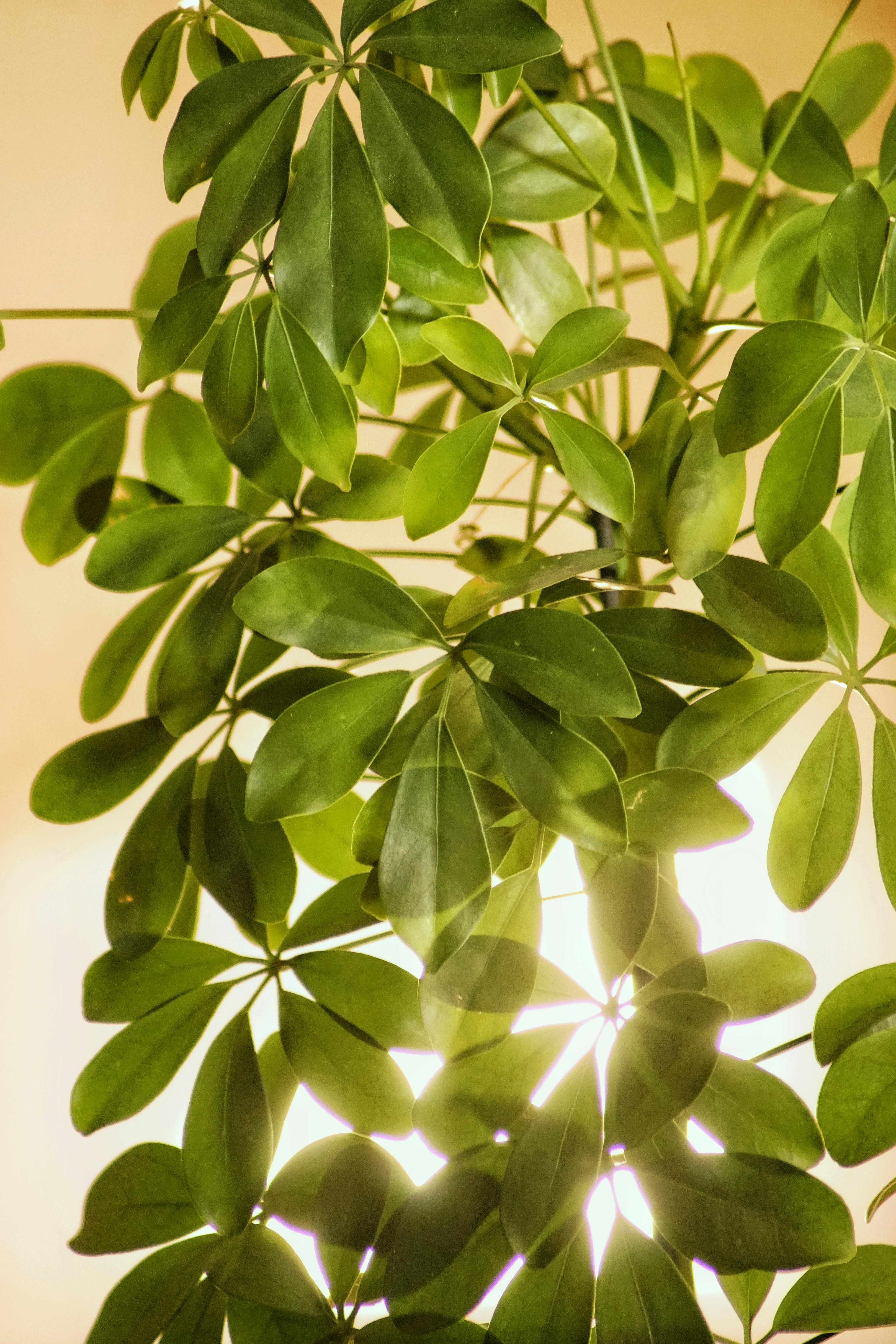 Close-up of schefflera arboricola leaves with sunlight filtering through for a natural decor theme.