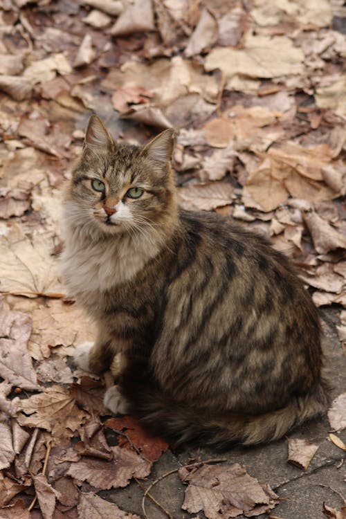 A Cat Sitting Outdoors among Dry Leaves