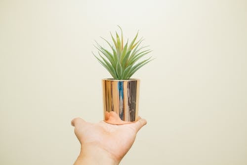 Person Holding Green Leafed Plant
