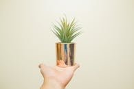一个现代简约的形象，一只手拿着一盆普通背景的多汁植物