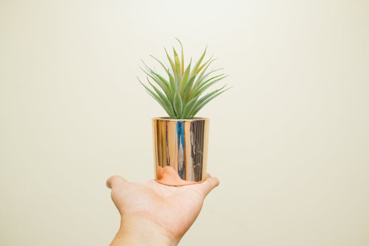 Person Holding Green Leafed Plant