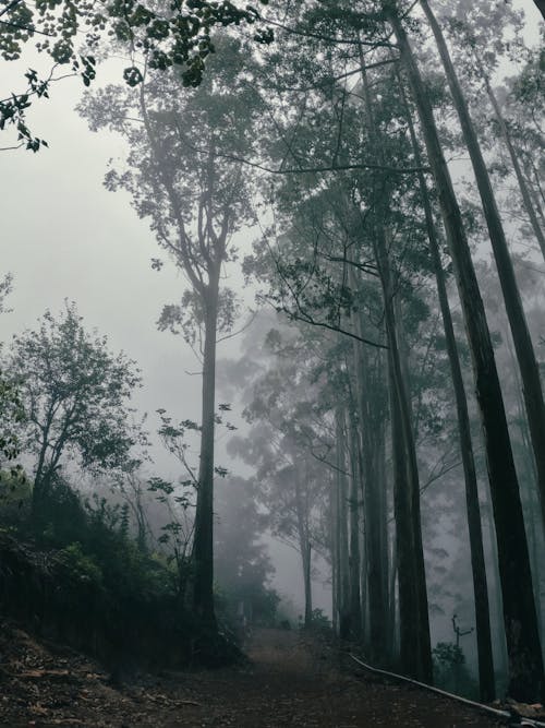 Fog over Footpath in Forest