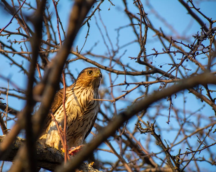 Hawk Among Branches