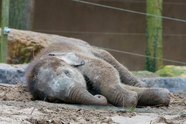 Sleeping Elephant Calf