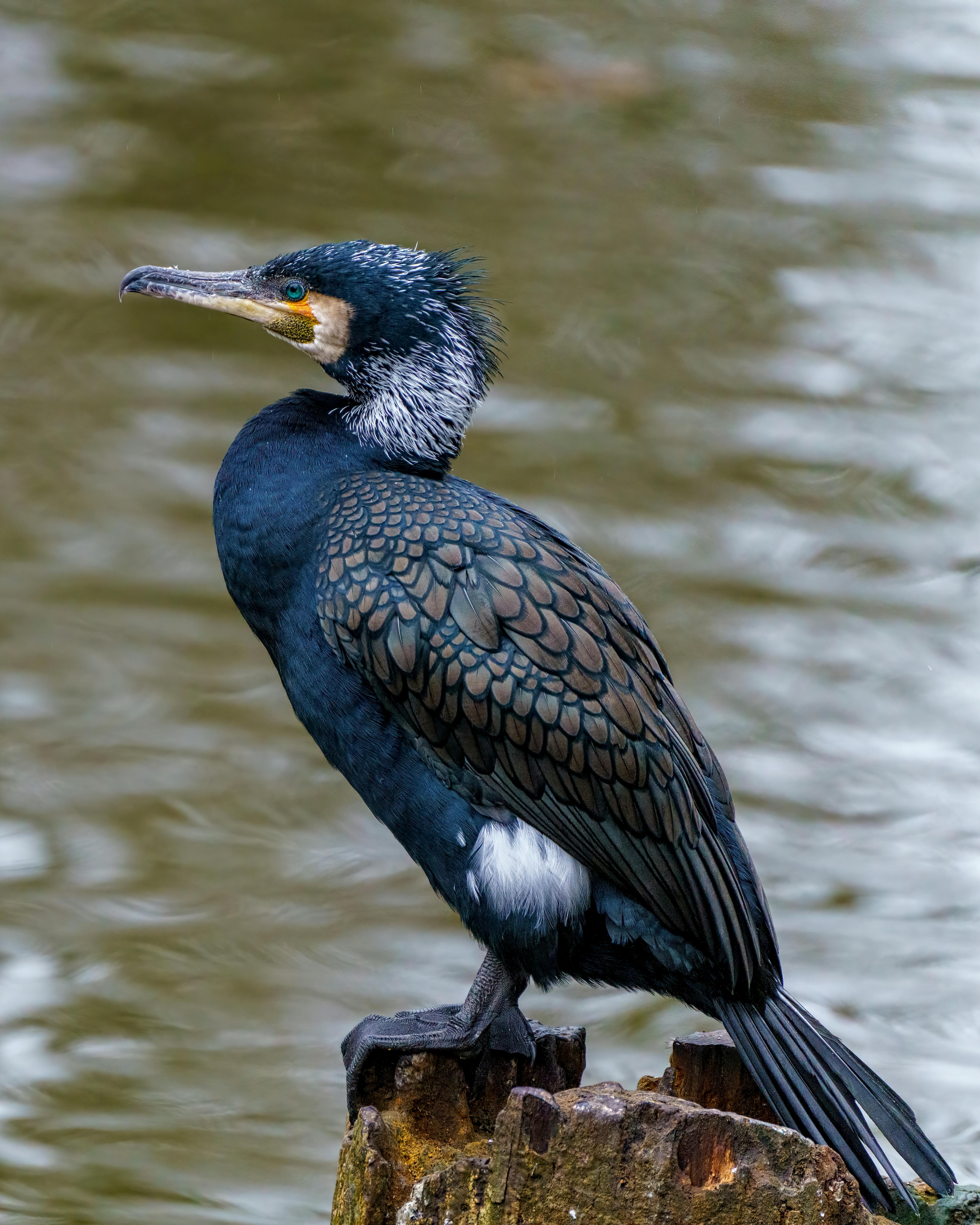 Close Up Photo of a Cormorant · Free Stock Photo