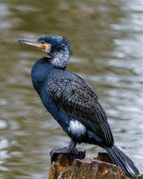 Kostenloses Stock Foto zu kormoran, nahansicht, tierfotografie