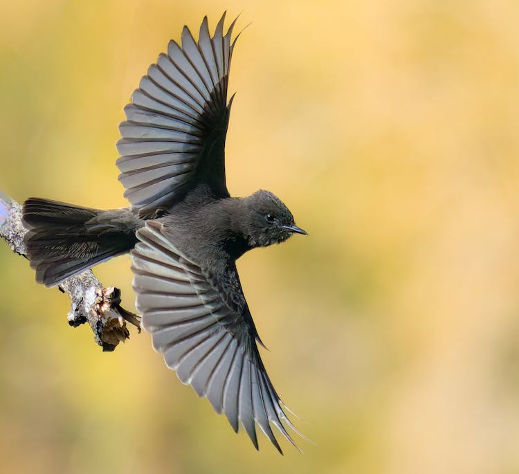 Close-Up Shot Of A Flying Bird