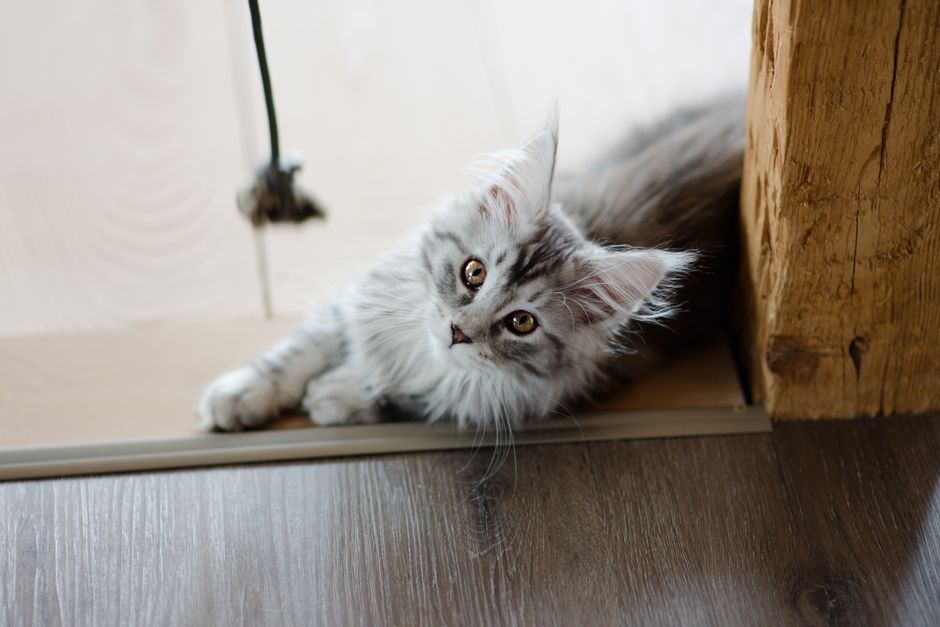 砂を掘る猫のトイレ行動