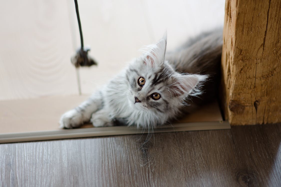 Cute Cat Lying on Step