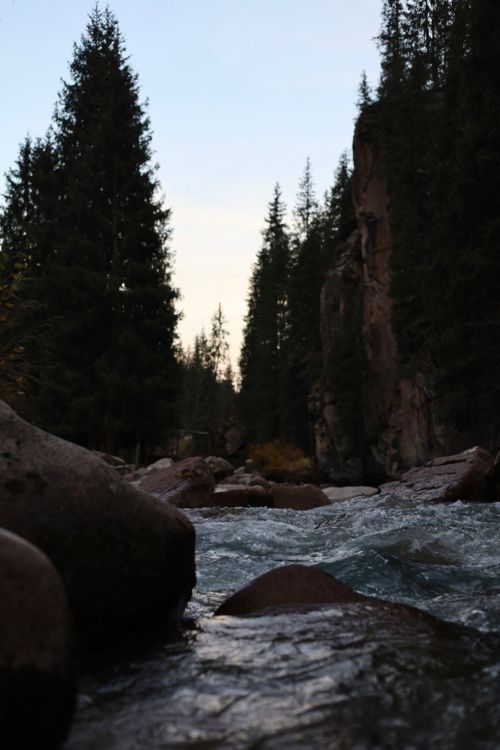 Free Peaceful river flowing through a dense forest at dusk with silhouetted trees and rocks. Stock Photo