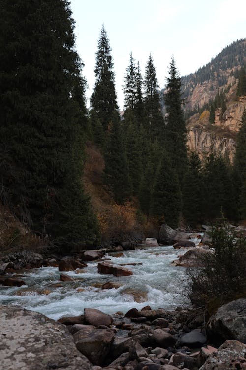 Trees around Stream