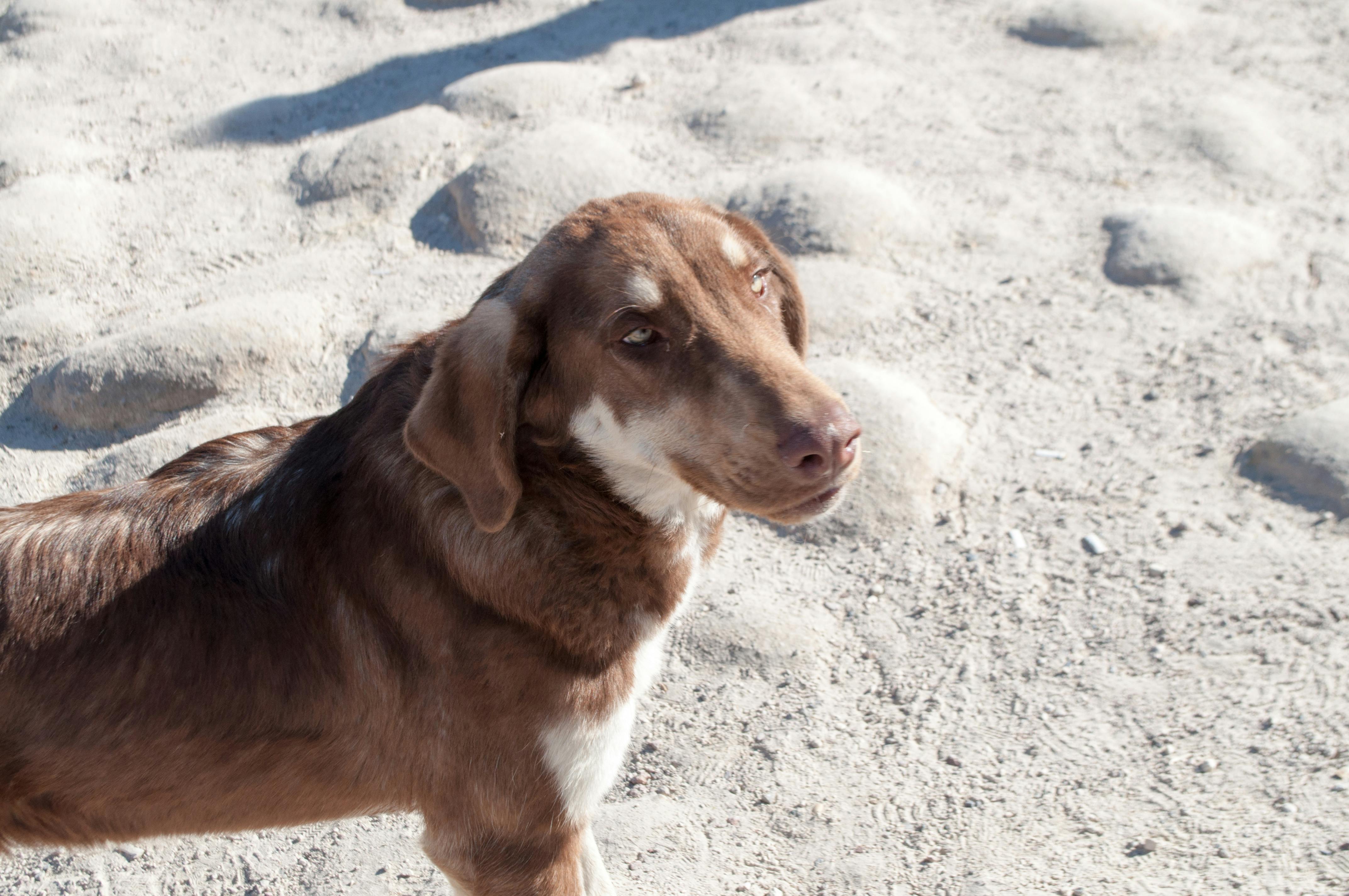 Free stock photo of beautiful, dog, green eyes