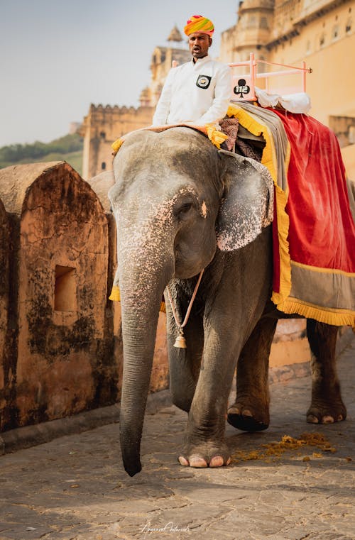 Imagine de stoc gratuită din călărie, elefant, fotografie de animale