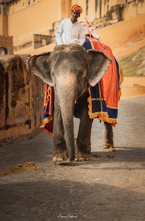 Imagine de stoc gratuită din animal, călărie, elefant