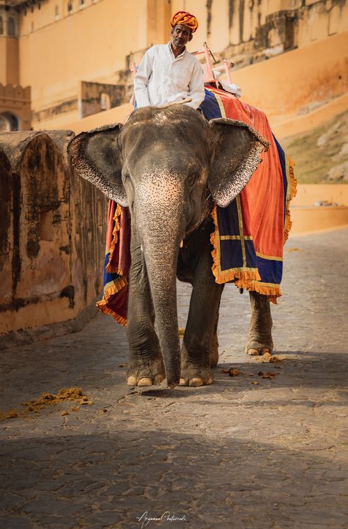 Free A man in traditional attire riding an elephant at the historic Amber Fort in Jaipur, India. Stock Photo
