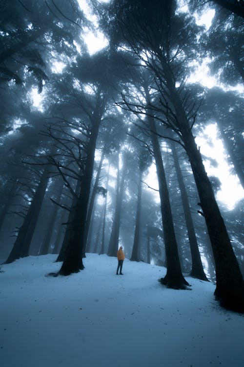 Person in Winter Forest