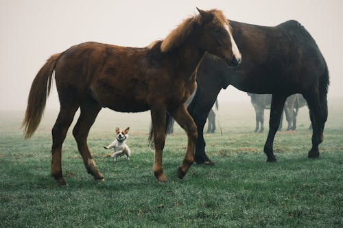 Бесплатное стоковое фото с животные, лошади, портрет