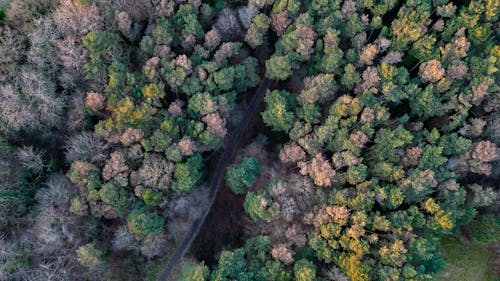 Birds Eye View of Forest