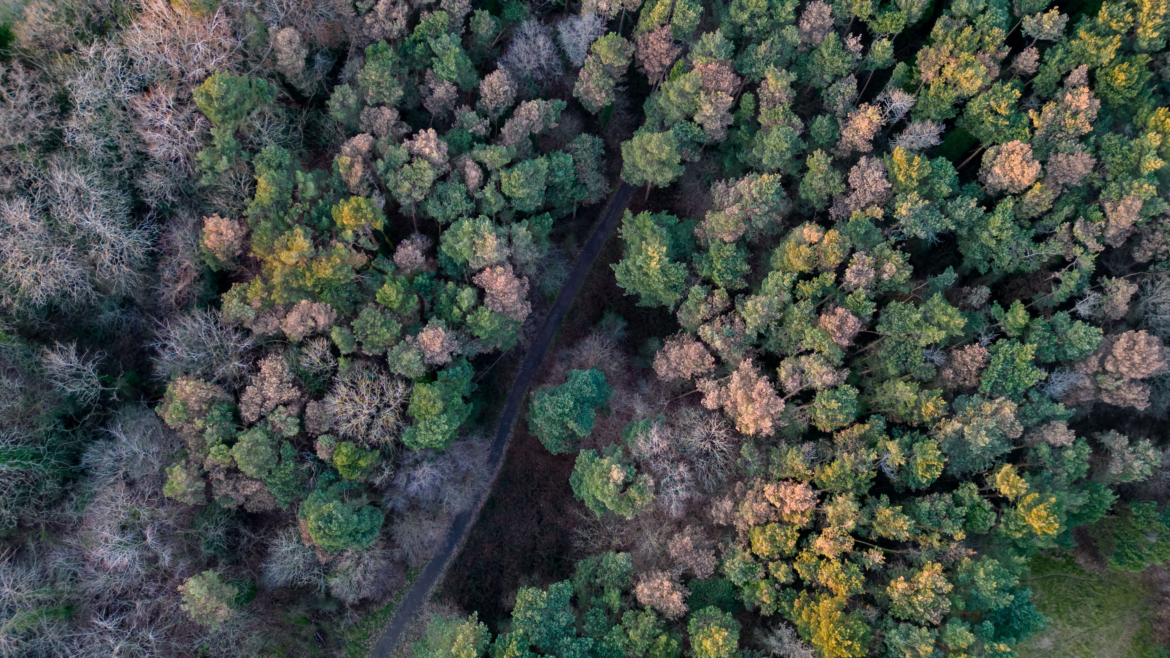 Birds Eye View of Trees on Mountain · Free Stock Photo