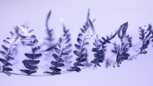 Artistic capture of frosty fern leaves with a dreamy, magical winter tone.