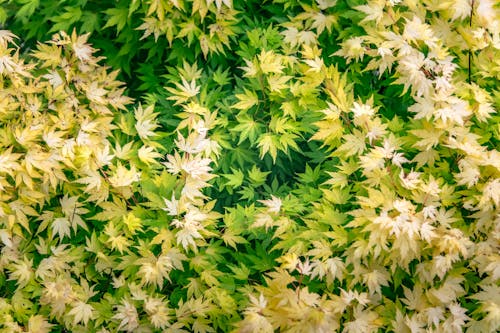 Close Up of Leafy Bush