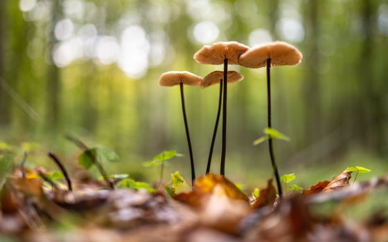 A macro shot of mushrooms growing amidst fallen leaves in a serene forest setting.
