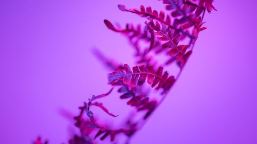 Purple veins.