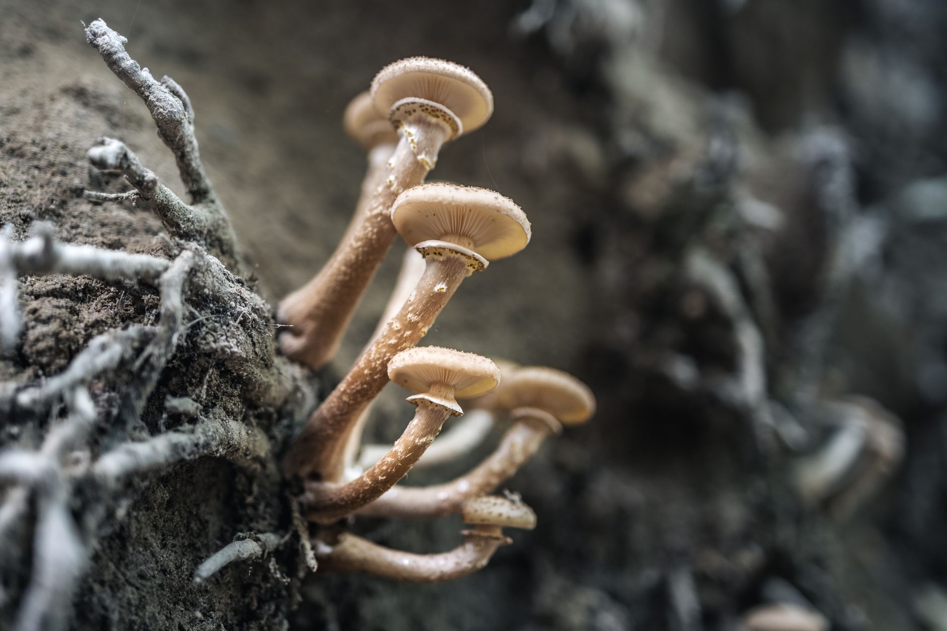 Hongos medicinales en bosque