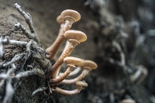A group of wild mushrooms growing on a tree trunk in the forest.