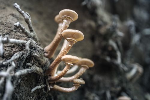 Free A group of wild mushrooms growing on a tree trunk in the forest. Stock Photo