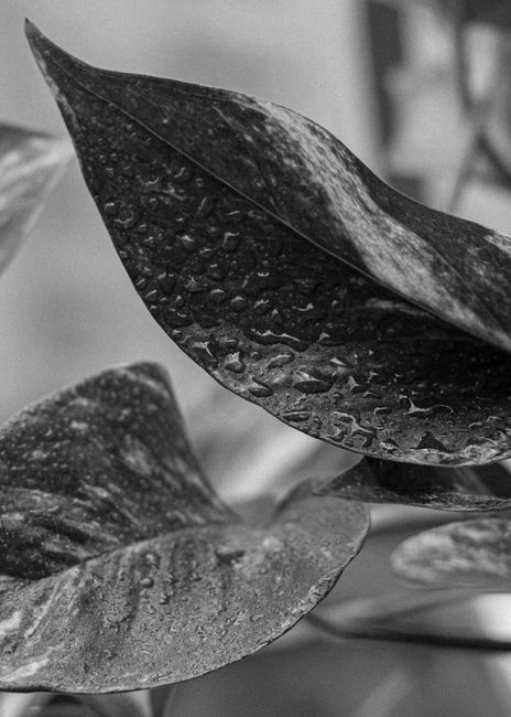 Artistic close-up of leaves covered with raindrops in black and white