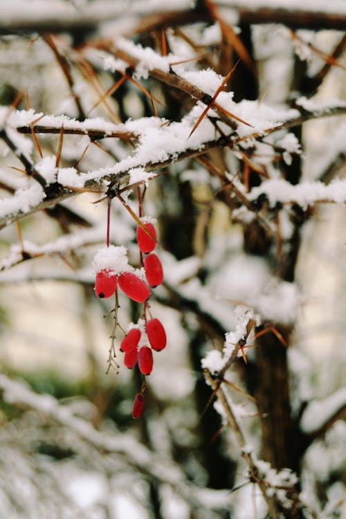 Foto profissional grátis de bagas, com frio, fechar-se