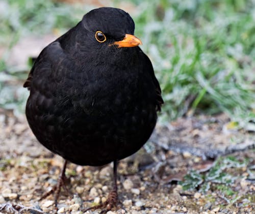 Black Bird on Ground