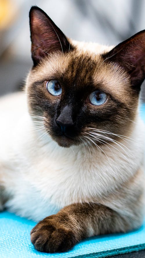 Fotos de stock gratuitas de fotografía de animales, gato, mascota