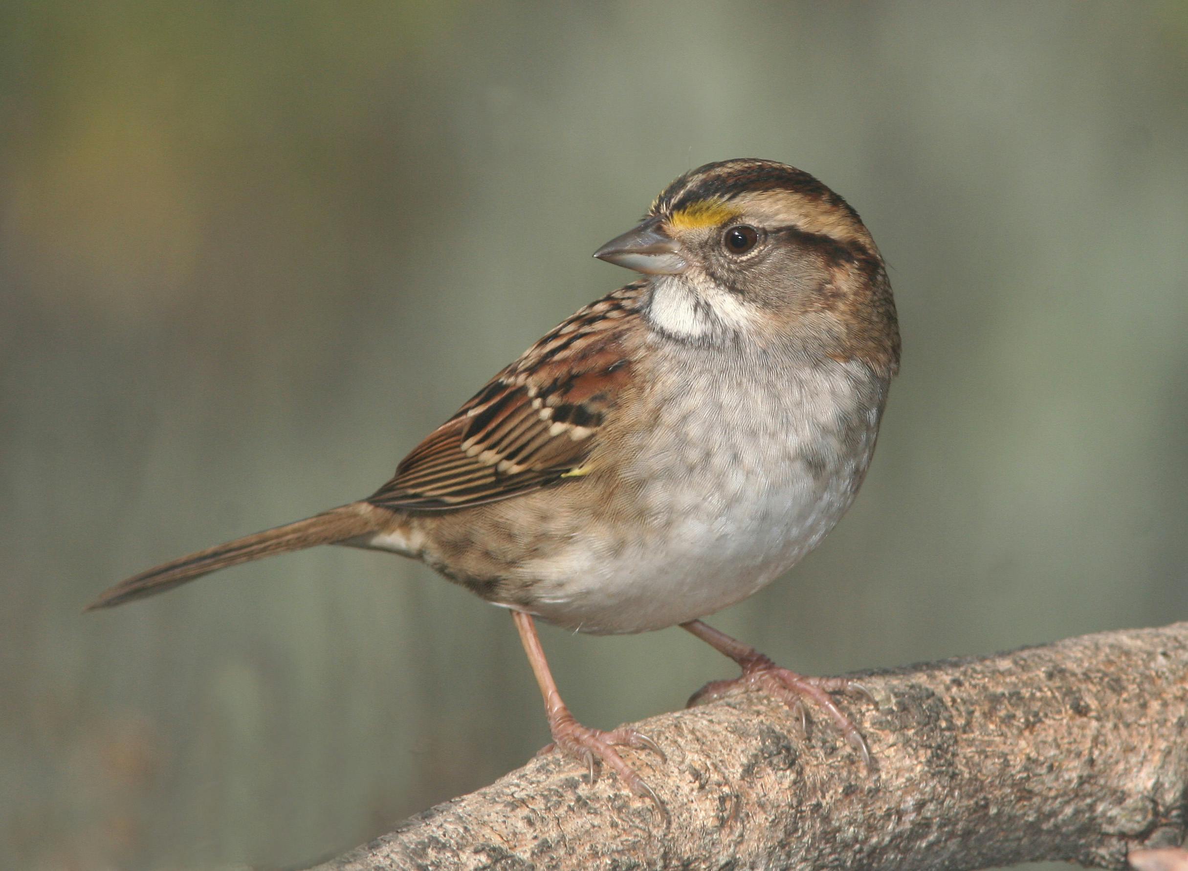 Small Brown Birds In South Africa