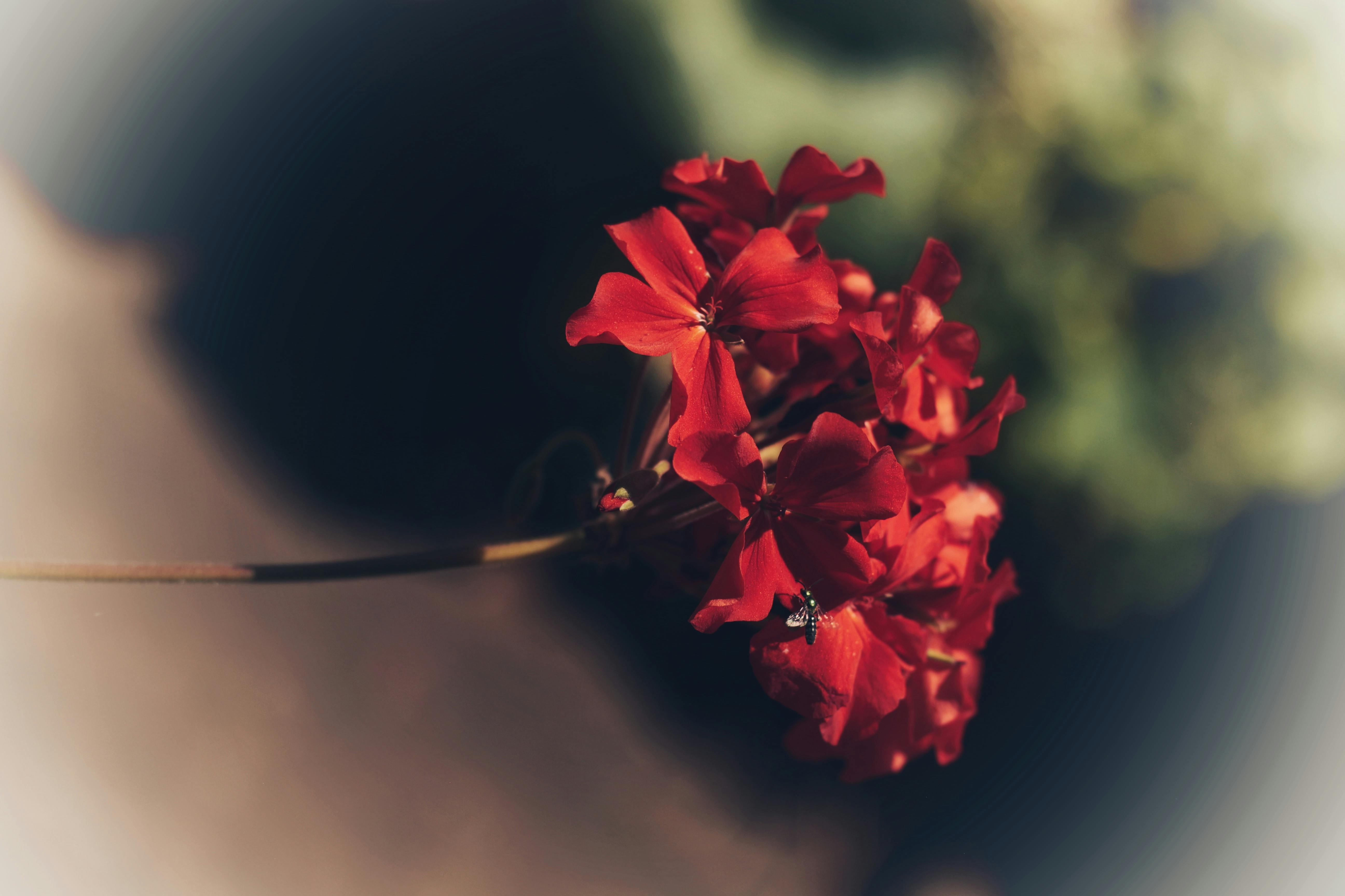 2,569,300+ Red Flowers Stock Photos, Pictures & Royalty-Free